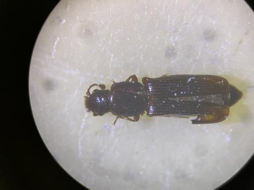 Rhizophagus oblongicollis
